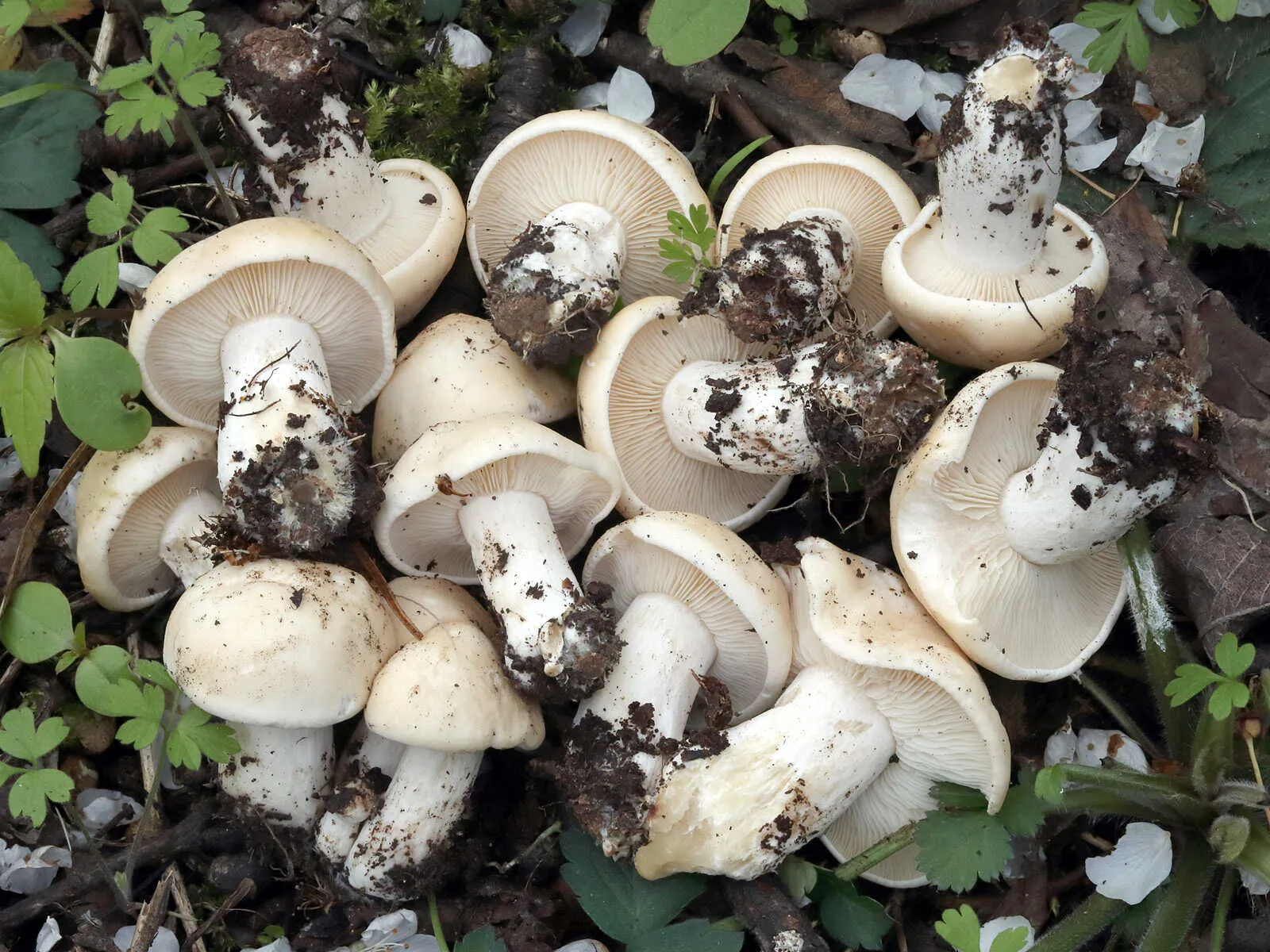 jak vypadá májovka