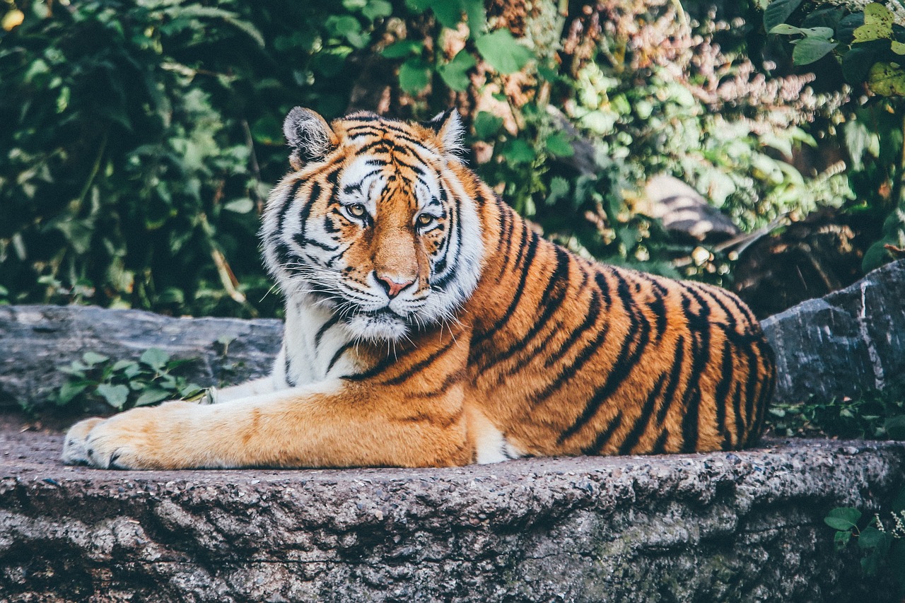 Tigr v zoo