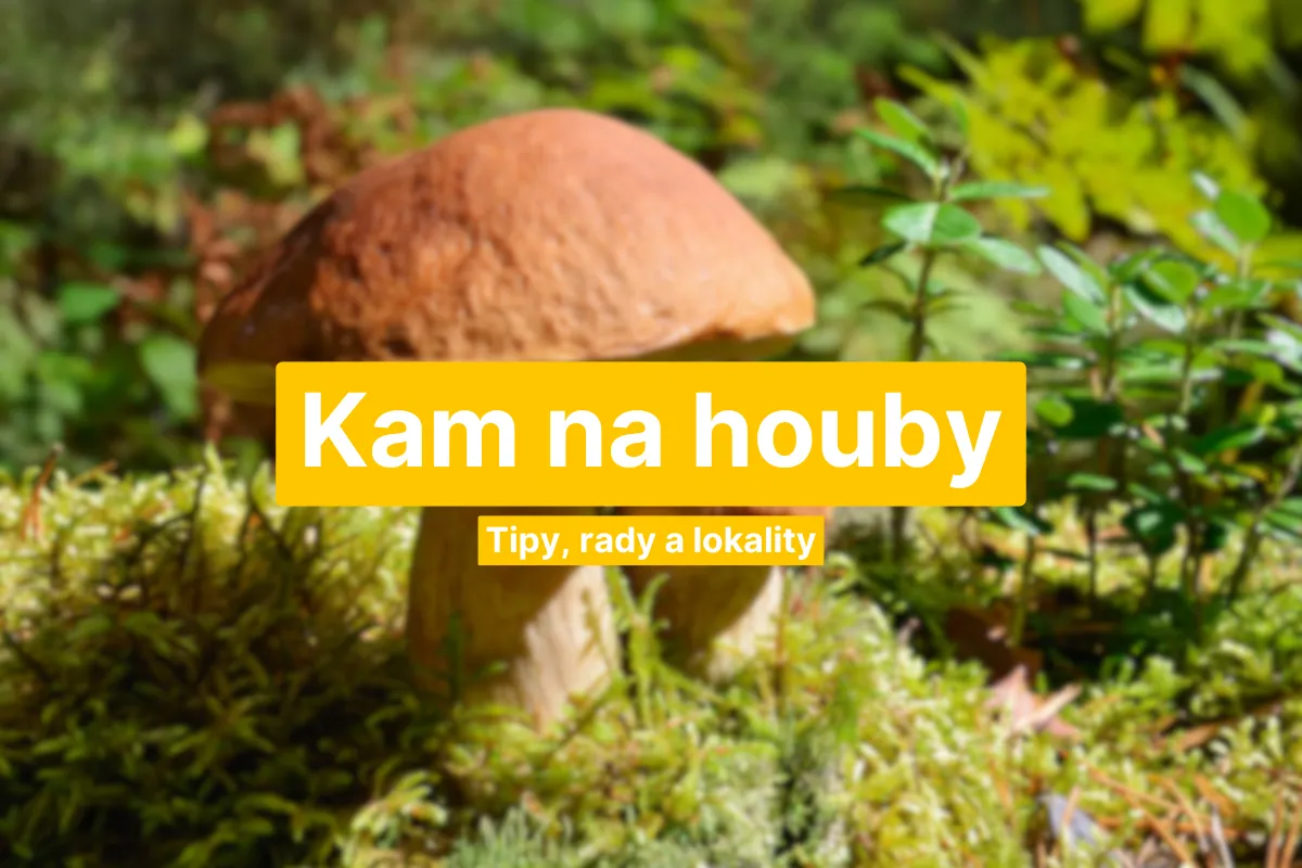 kam na houby v čr