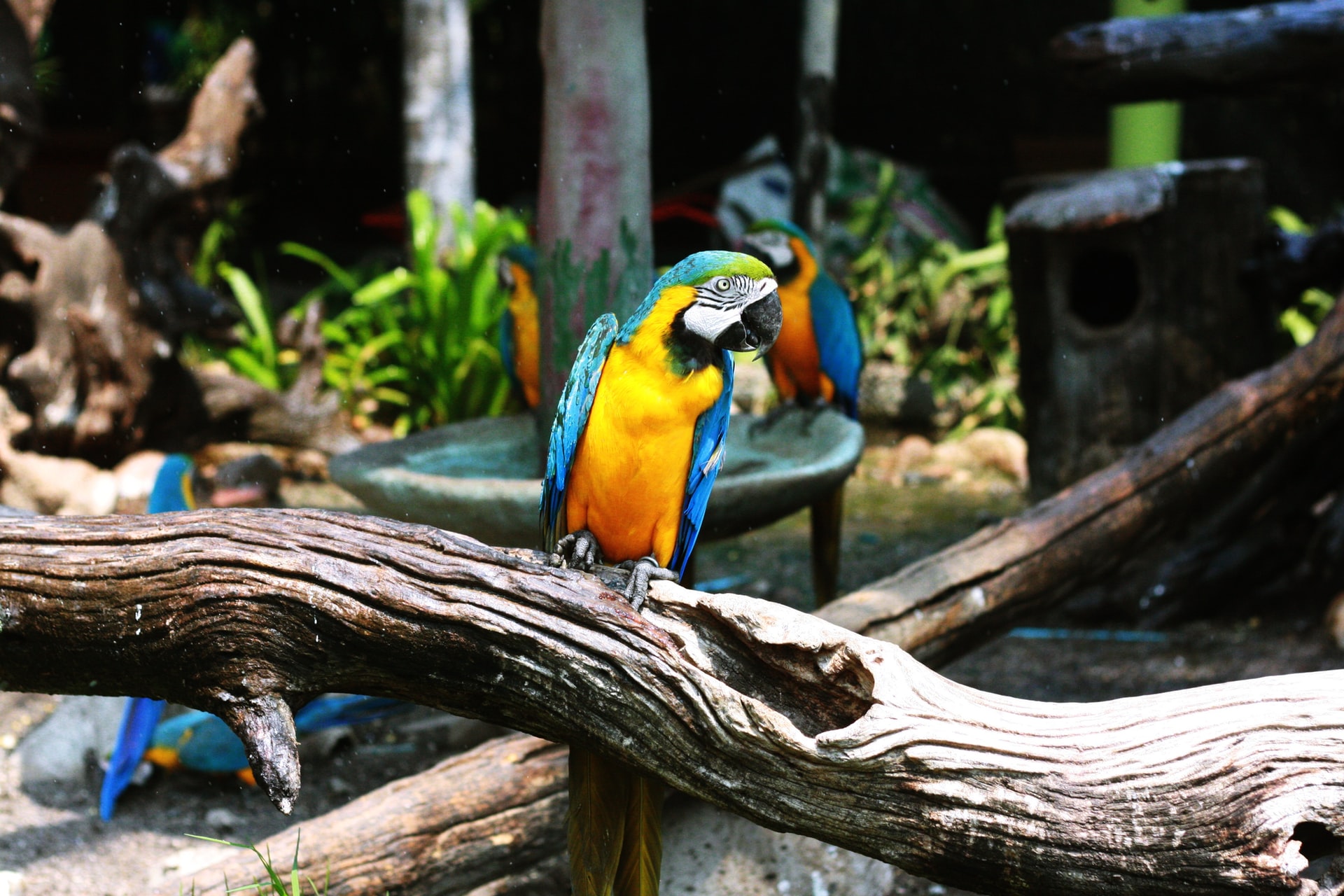 Papoušek v zoo